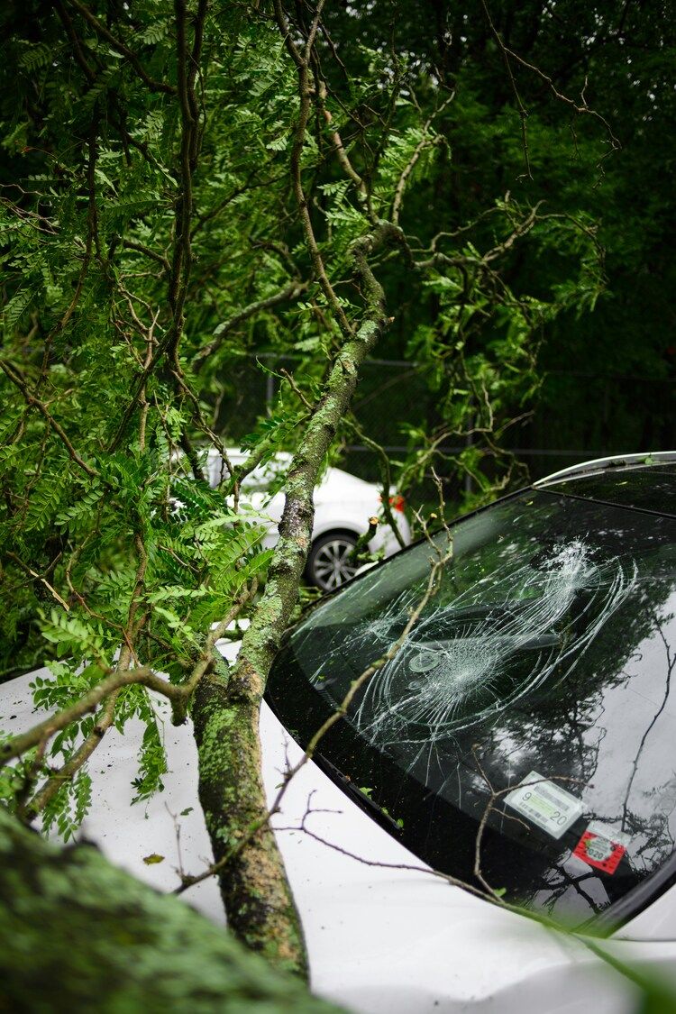 tree_fallen_on_car